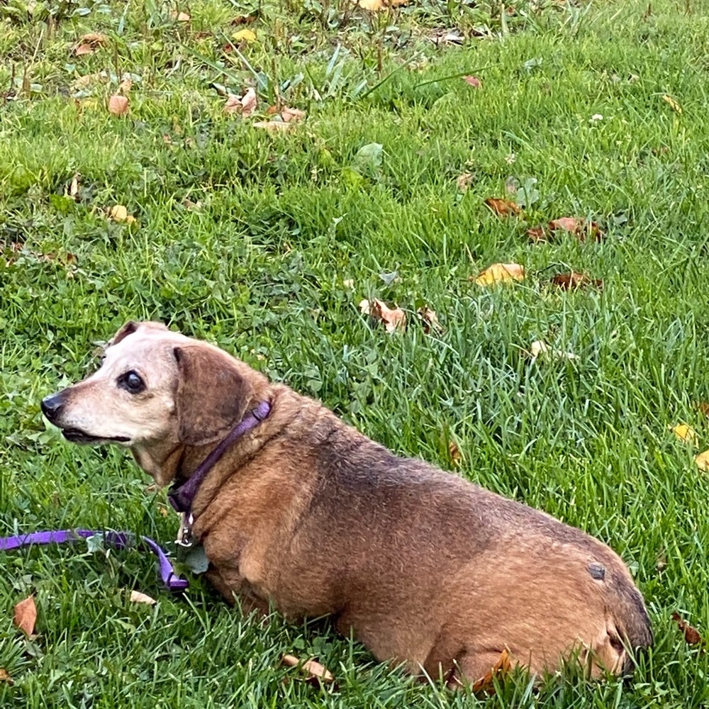 Meet your Posher, Ann